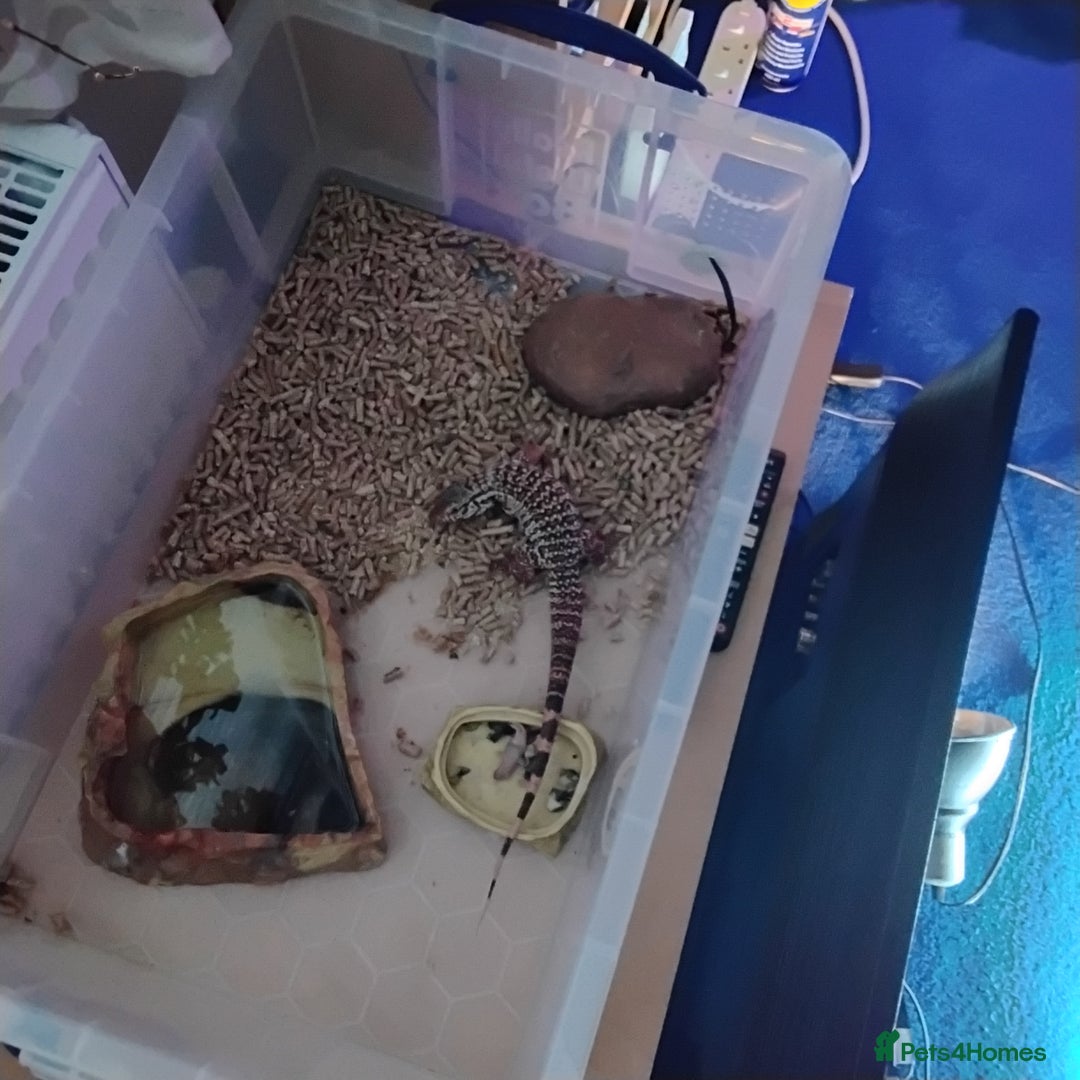 Lizard reptiles for sale: Red tegu  - Advert 7