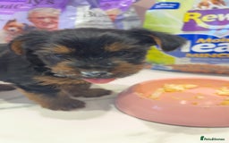 Yorkshire Terrier dogs for sale: Yorkshire terrier  **   - Advert 9