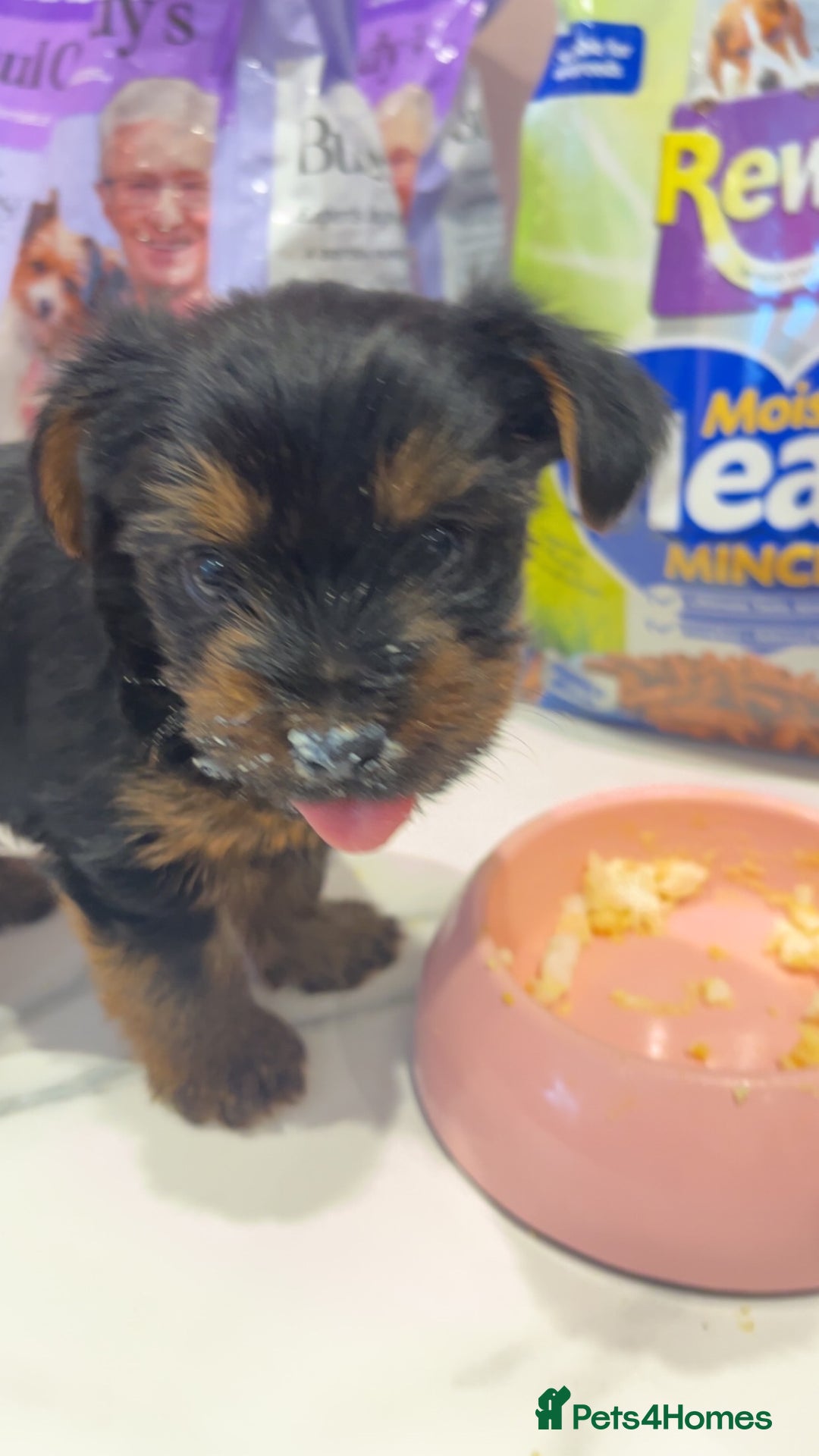 Yorkshire Terrier dogs for sale: Yorkshire terrier  **   - Advert 9