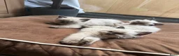 Ragdoll cats for sale: Beautiful pedigree ragdolls  - Advert 26