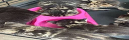 Bengal cats for sale: Bengal Kittens Looking for Their Forever Homes  - Advert 33