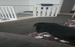 Cane Corso dogs for sale: Panther cane corso  - Image 6