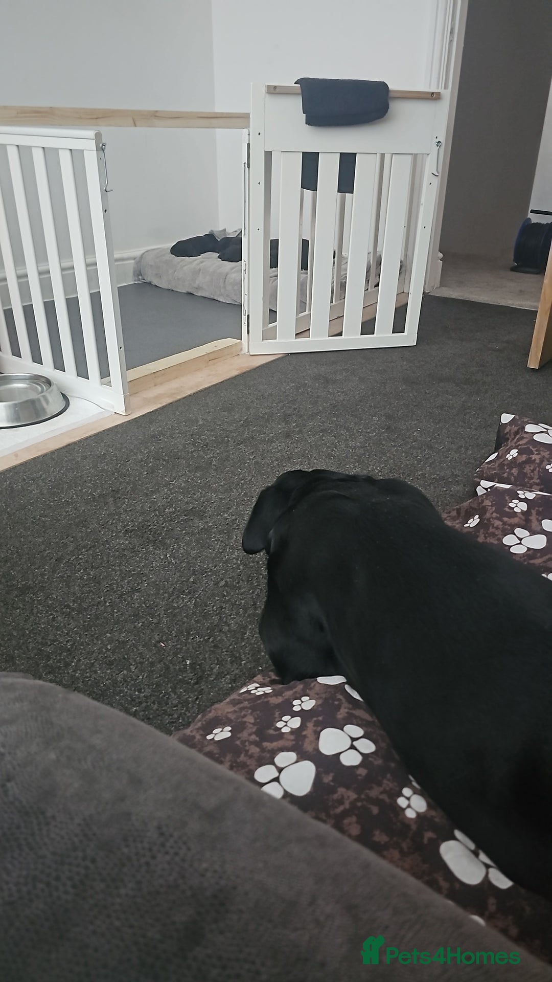 Cane Corso dogs for sale: Panther cane corso  - Image 6