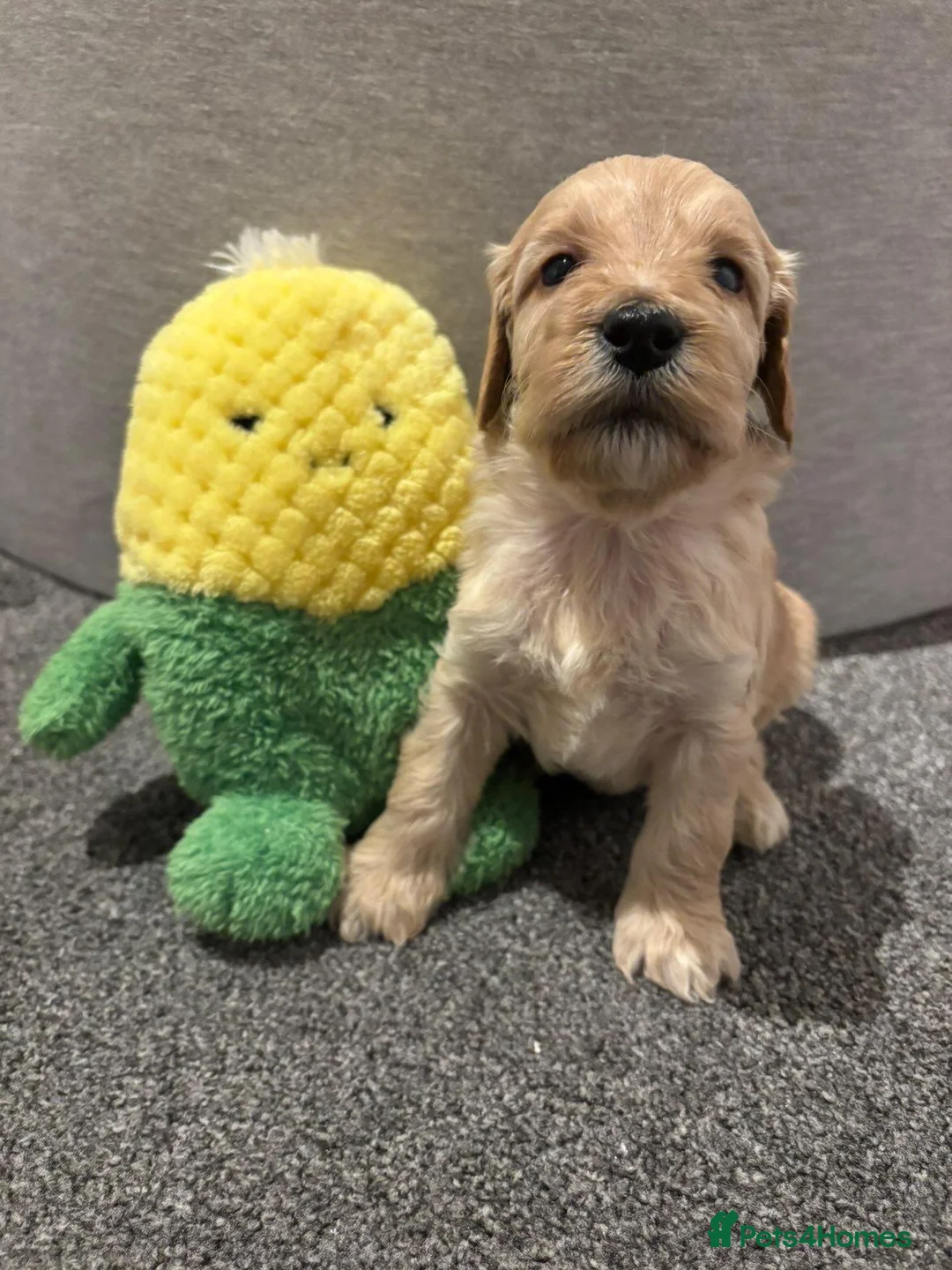 Cockapoo dogs for sale: Cockapoo Puppies - Advert 18