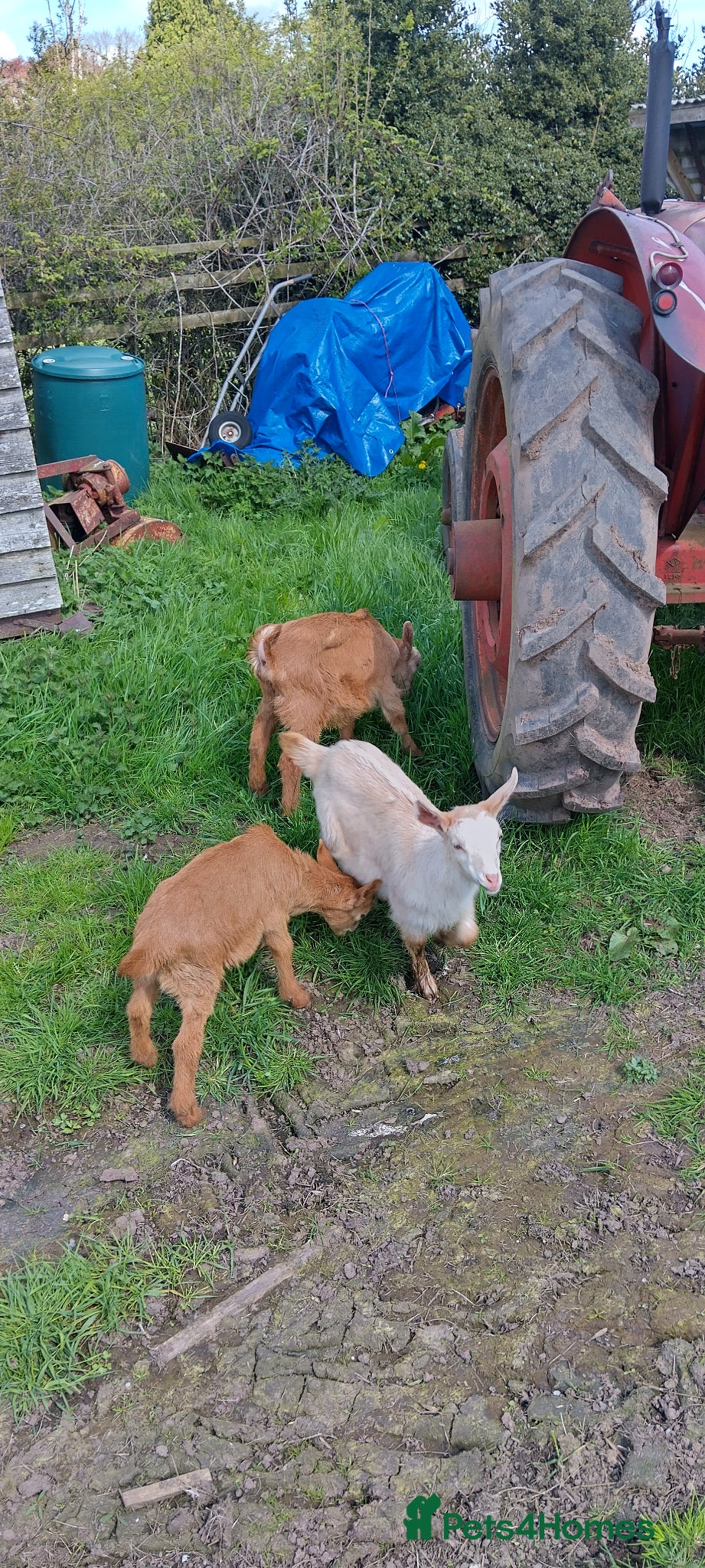 Goats livestock Pedigree royal golden Guernsey goats kids  - Advert 1