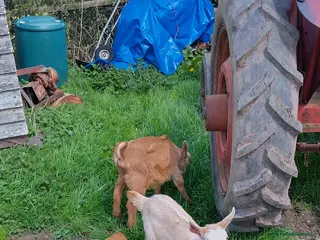 Goats livestock Pedigree royal golden Guernsey goats kids - Advert 3