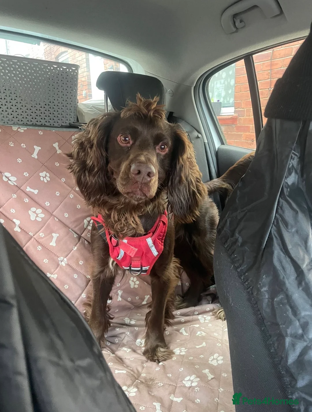 Cocker Spaniel dogs for sale: Enzo- Male Cocker Spaniel in Barnsley - Advert 1