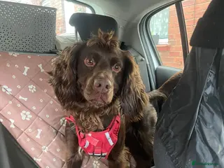 Cocker Spaniel dogs Enzo- Male Cocker Spaniel - Advert 1