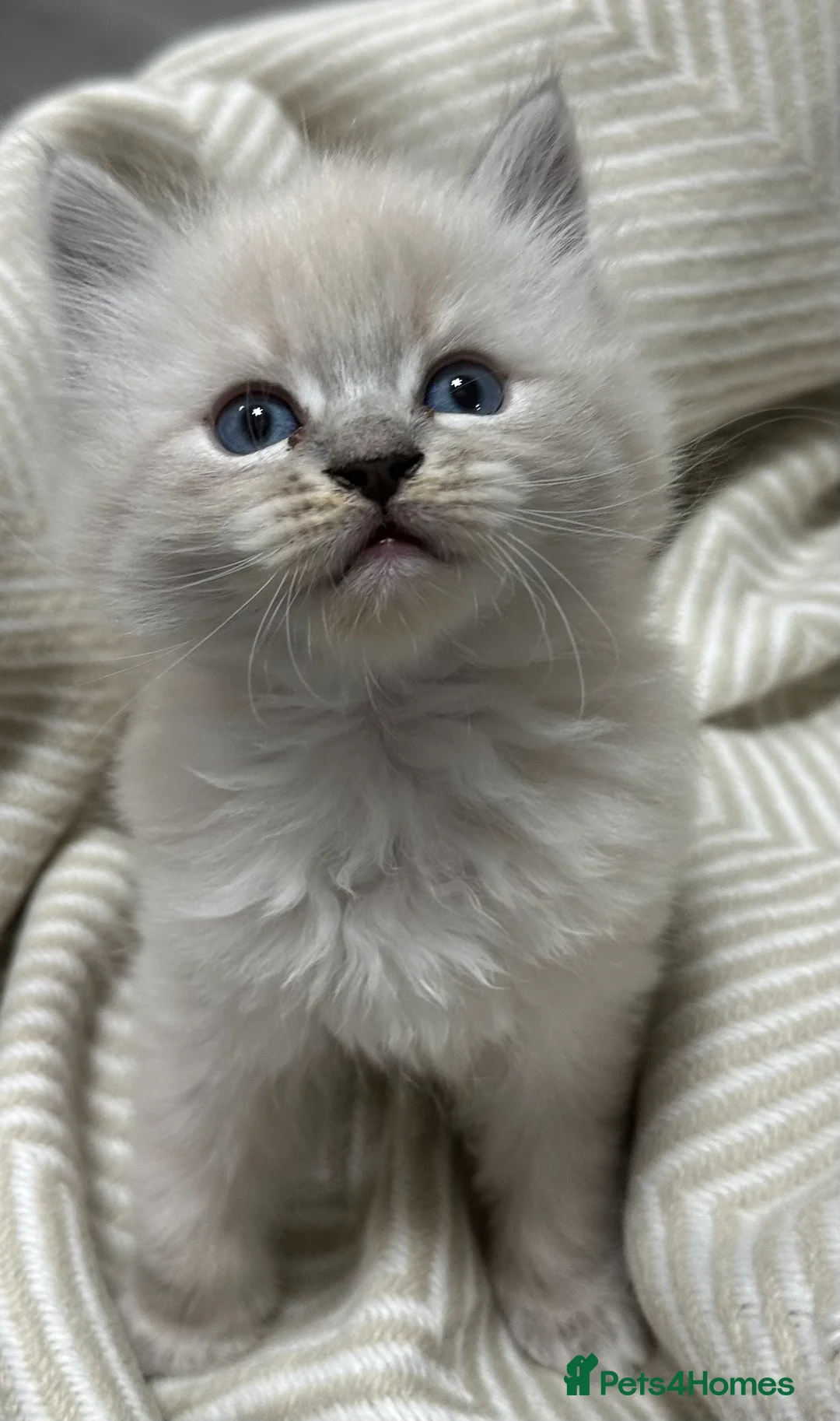 Siberian cats for sale: KITTENS SIBERIAN Neva Masquerade White  - Advert 8