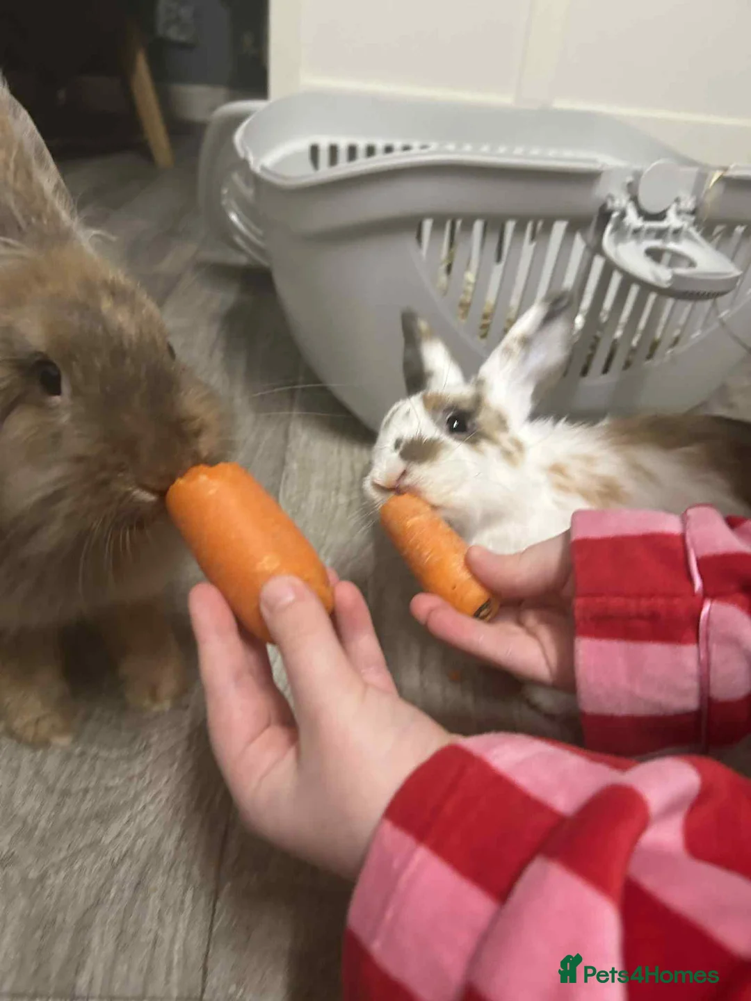 Mixed Breed rabbits for sale: 2 beautiful friendly bunnies - Advert 3