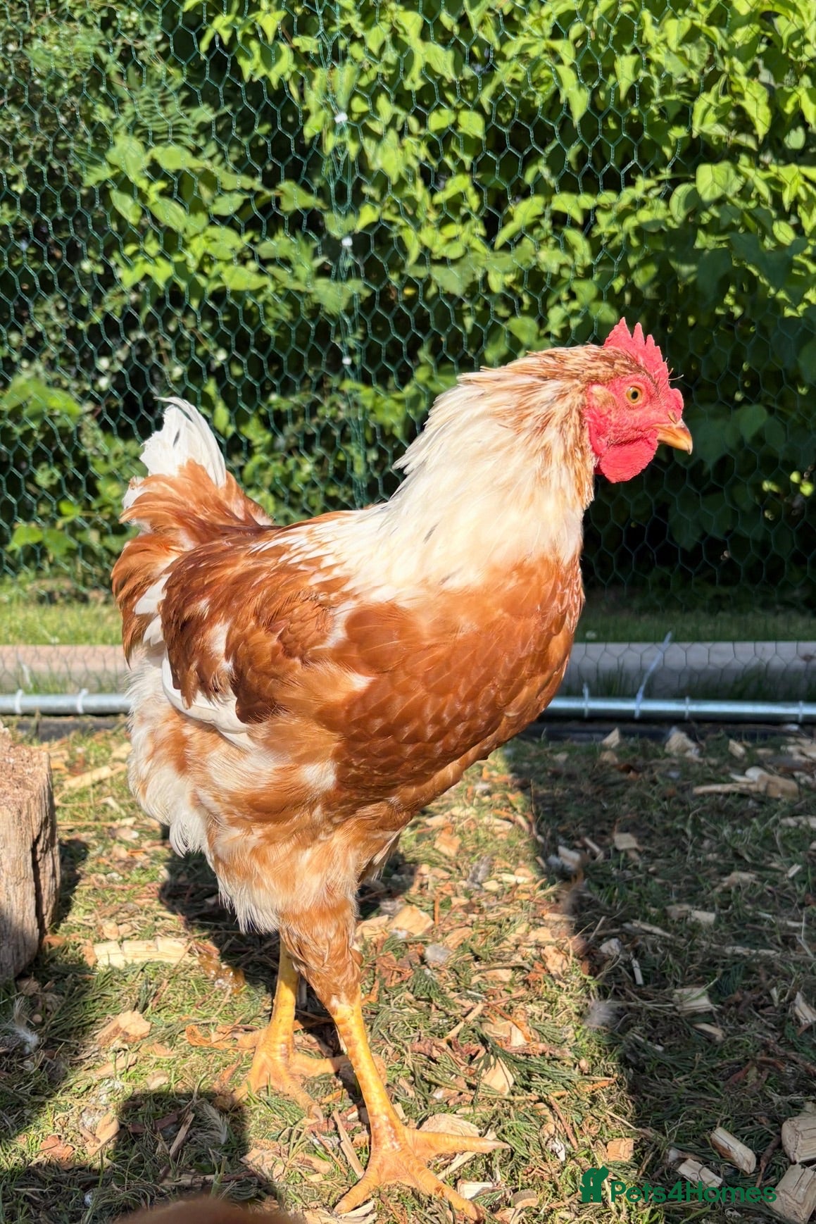 Chickens poultry Cockerel  - Advert 1