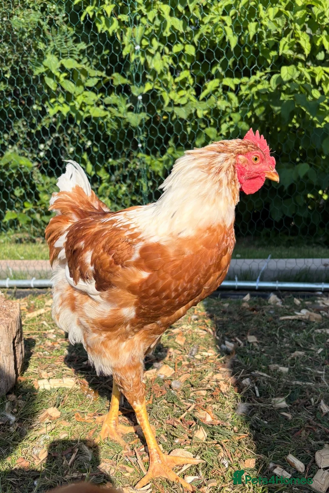 Chickens poultry for sale: Cockerel  in Wishaw - Advert 1