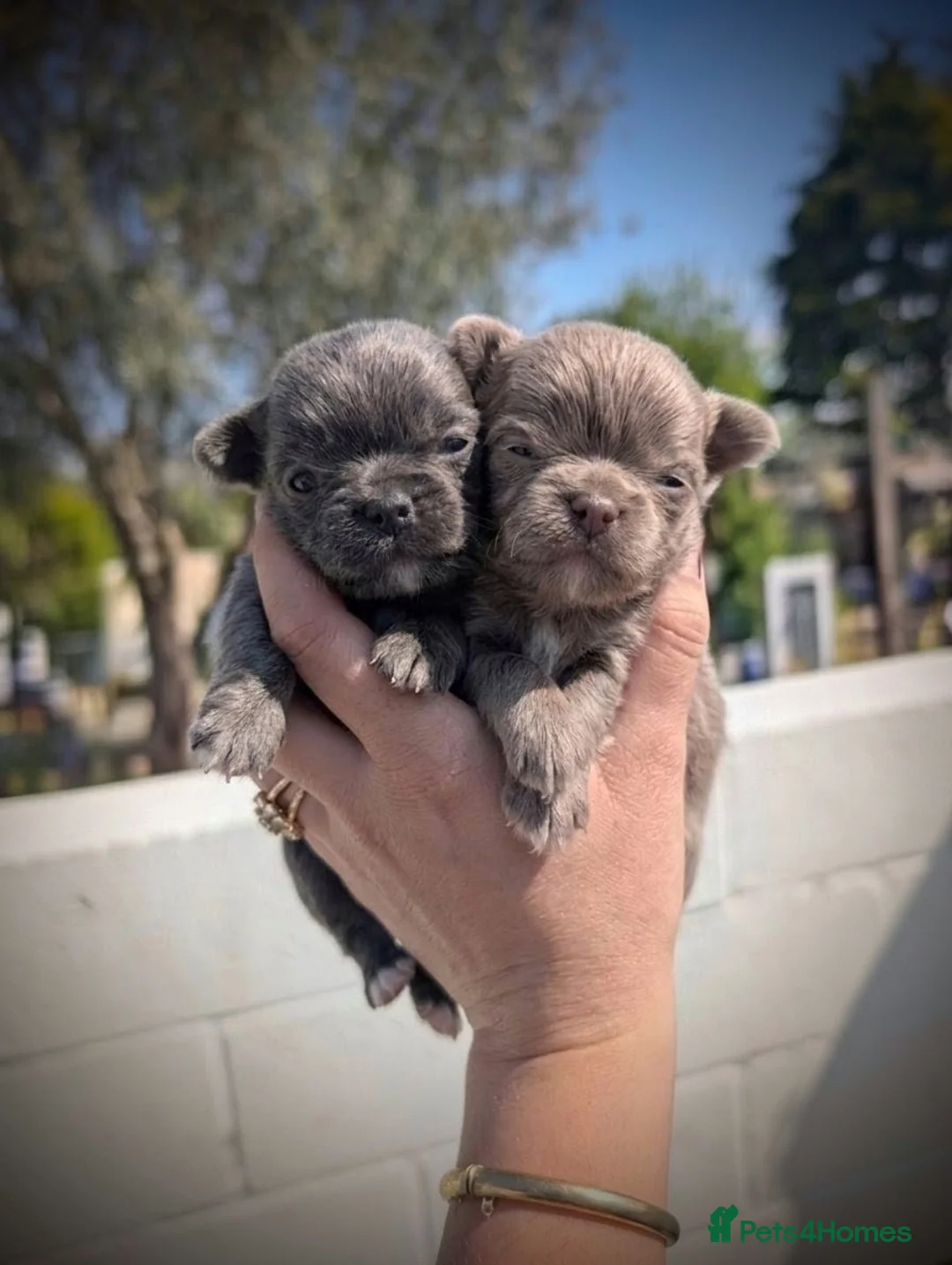 Chihuahua dogs for sale: Lilac and blue KC reg Long Coat Chihuahua Puppies - Advert 1