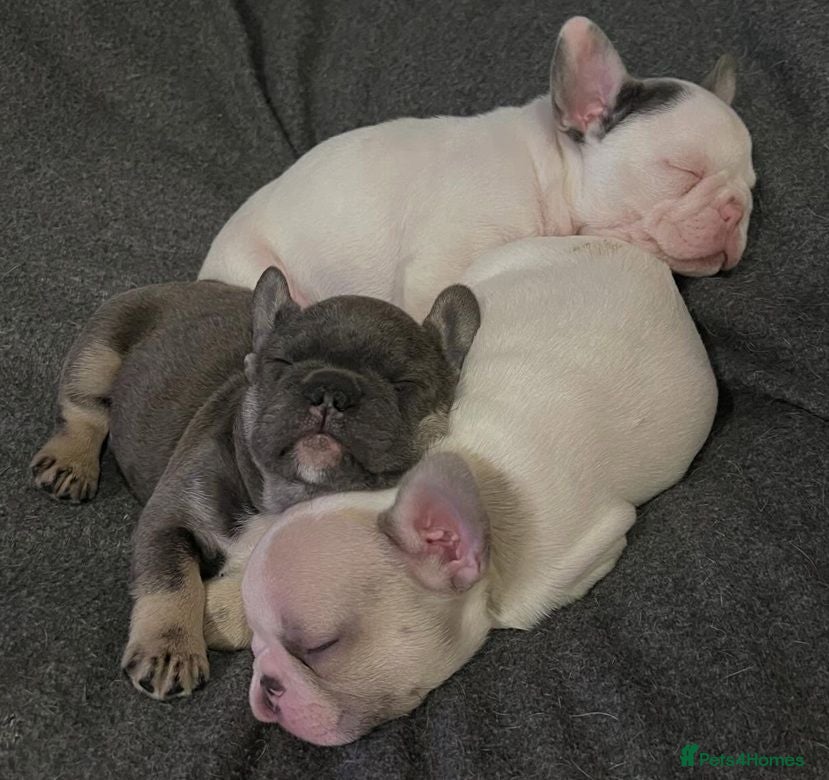 French Bulldog dogs Awesome Family-raised French bulldog puppies - Advert 4