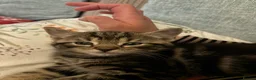 Mixed Breed cats for sale: Beautiful kittens for sale - Advert 10