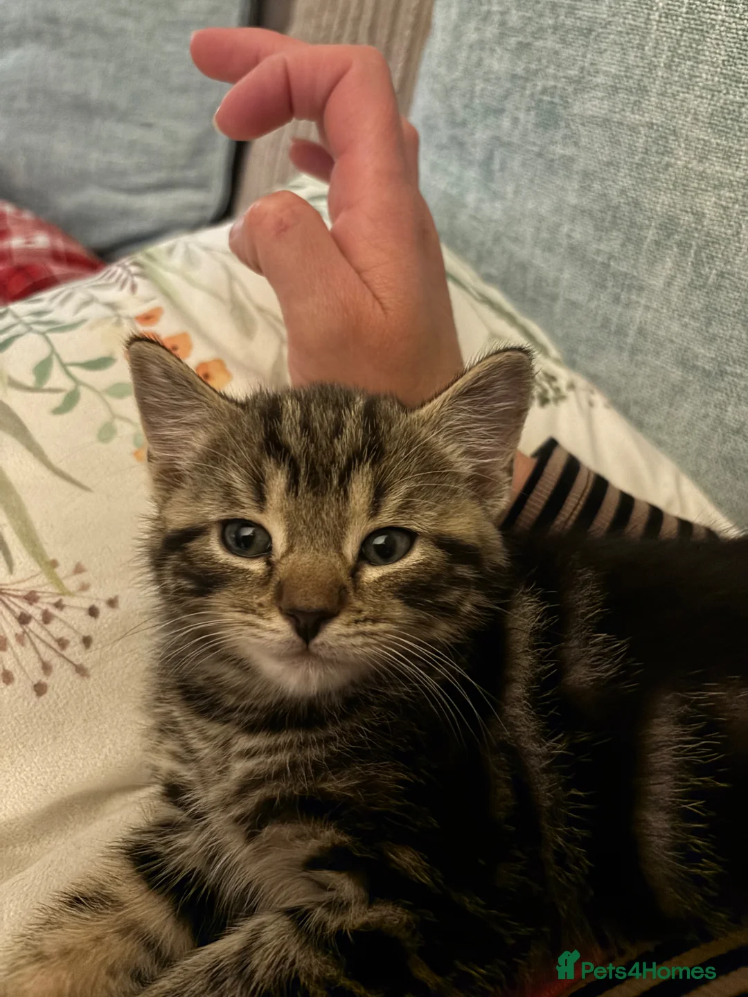 Mixed Breed cats for sale: Beautiful kittens for sale - Advert 10