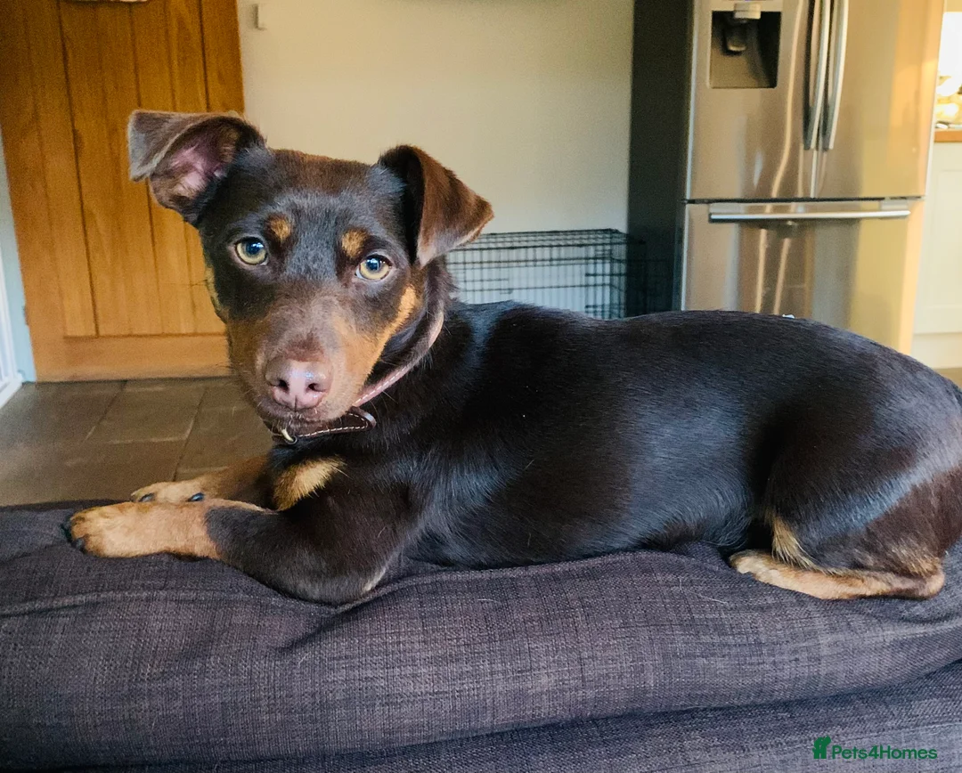 Jack Russell dogs for sale: Gorgeous miniature Jack Russel puppies ready now - Advert 2