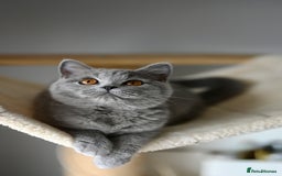 British Shorthair cats for sale: GCCF reg kittens looking for loving homes  - Image 5