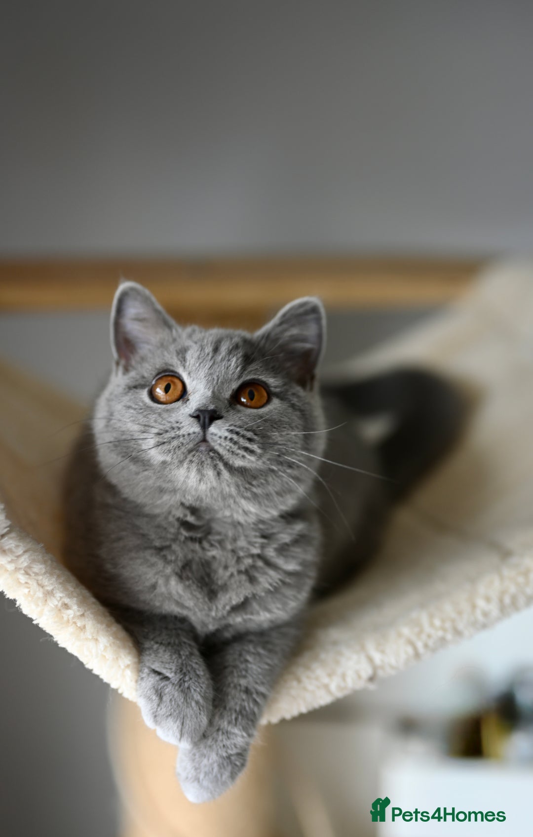 British Shorthair cats for sale: GCCF reg kittens looking for loving homes  - Image 5