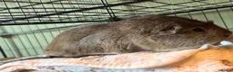 Guinea Pig rodents for sale: X3 Male Guniea Pig in Gateshead - Advert 14