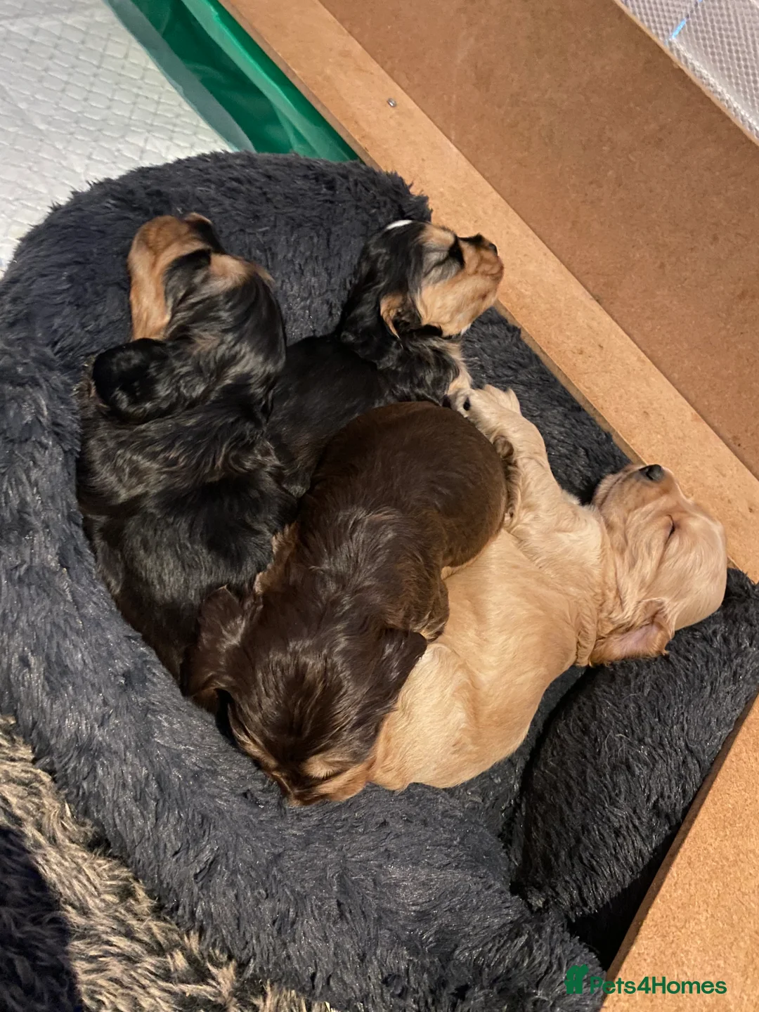 Cocker Spaniel dogs for sale: 4 gorgeous KC cocker spaniel puppies - Advert 12