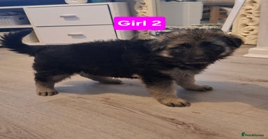 German Shepherd dogs - Advert 9