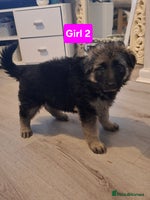 German Shepherd dogs - Advert 9