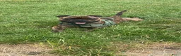 Staffordshire Bull Terrier dogs for stud: KC REGISTERED BRINDLE STAFF FOR STUD  - Advert 2