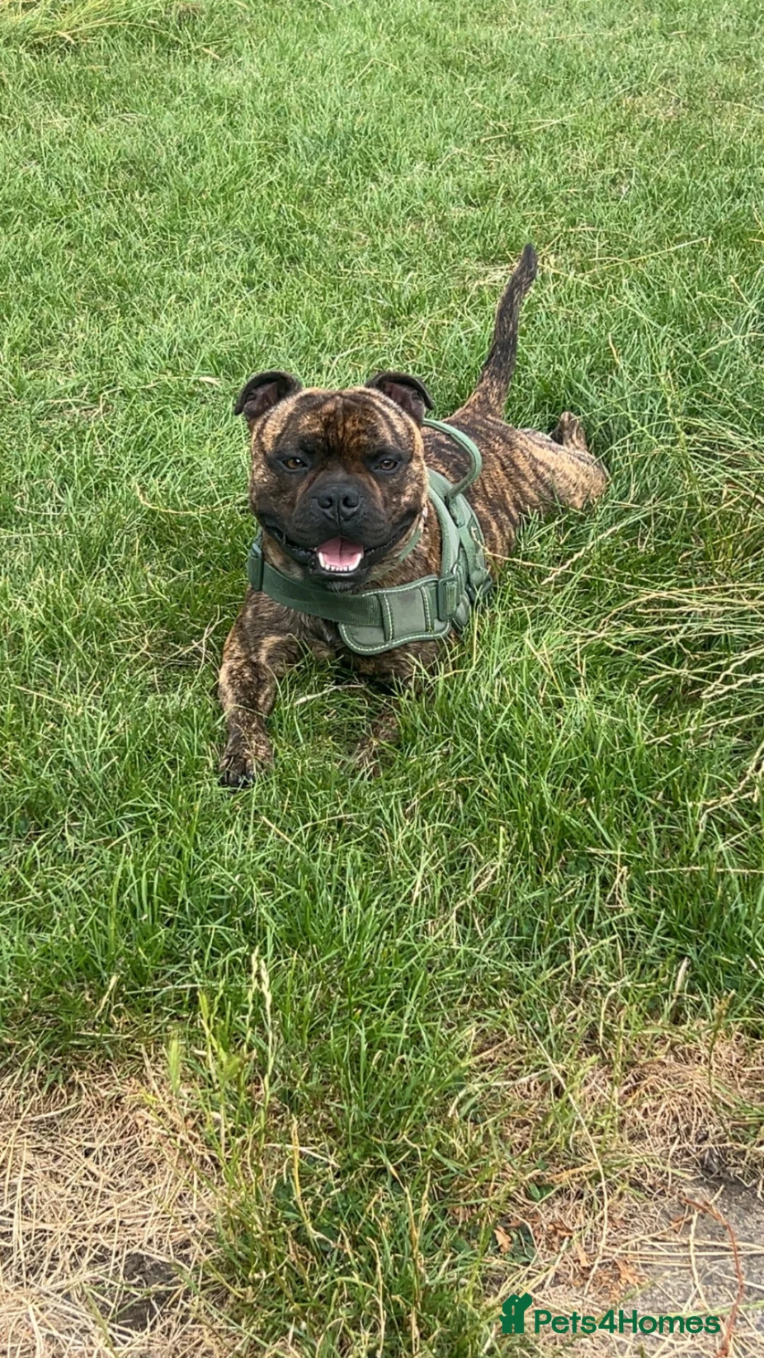 Staffordshire Bull Terrier dogs for stud: KC REGISTERED BRINDLE STAFF FOR STUD  - Advert 2