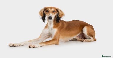 Saluki dogs - Advert 11