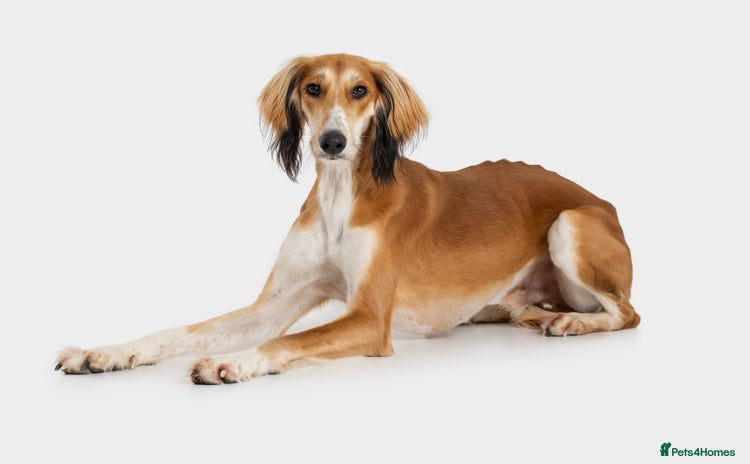 Saluki dogs - Advert 1