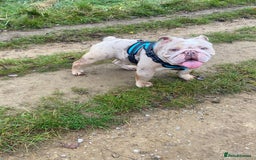 English Bulldog dogs for sale: Male Lilac Merle English bulldog  - Image 1