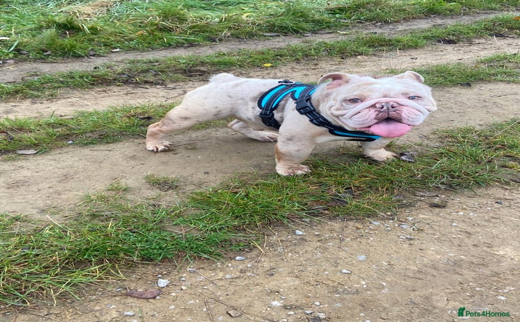 English Bulldog dogs - Advert 1