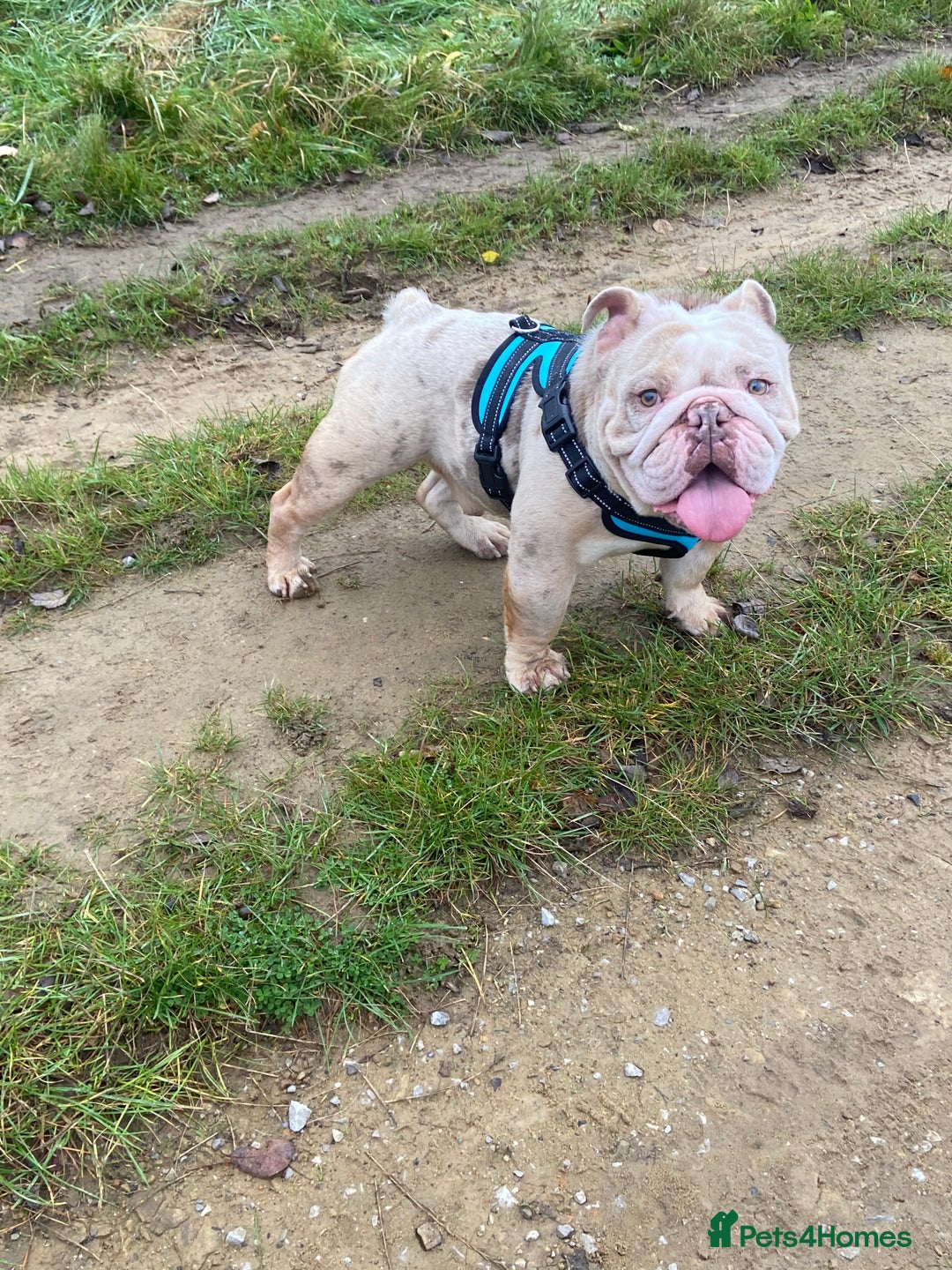 English Bulldog dogs for sale: Male Lilac Merle English bulldog  - Image 1