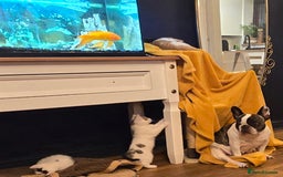 Mixed Breed cats for sale: 4 boys and 2 girls Family-Raised, Well-Socialised  - Image 10