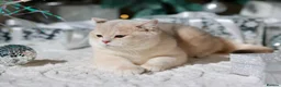 British Shorthair cats for sale: Vlastar Lux Jeremy - BSH black golden chinchilla - Advert 6