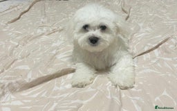 Maltese dogs for sale: Purebred Maltese Puppies  - Image 4