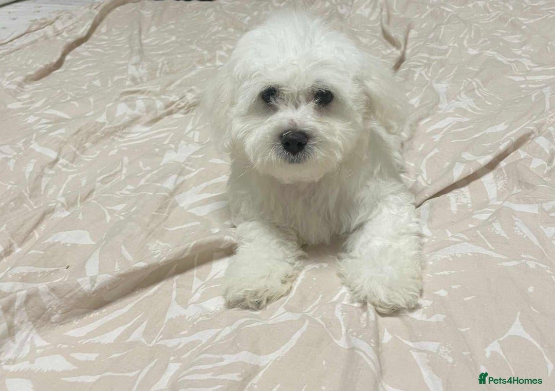 Maltese dogs for sale: Purebred Maltese Puppies  - Image 4