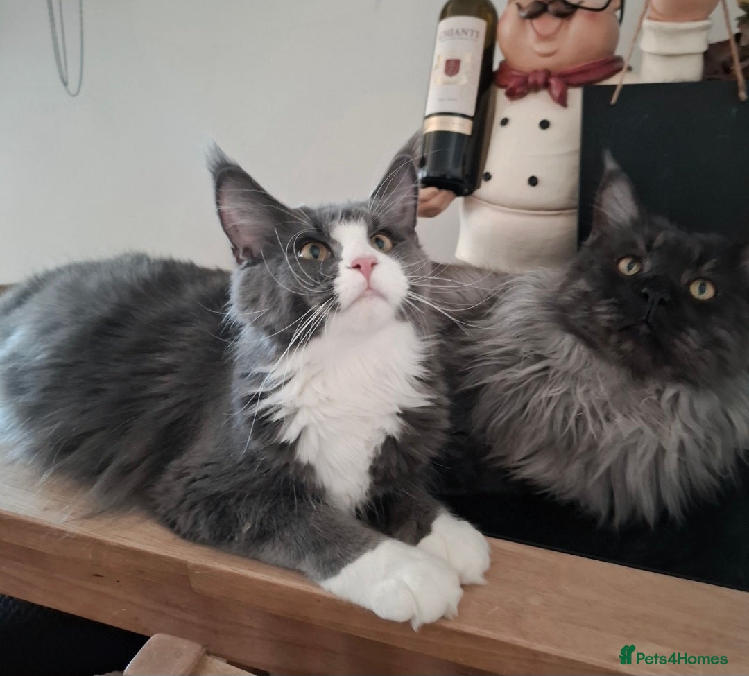 Maine Coon cats for sale: Purebred Maine Coon Kittens–Champion Bloodlines 🐾 - Image 15