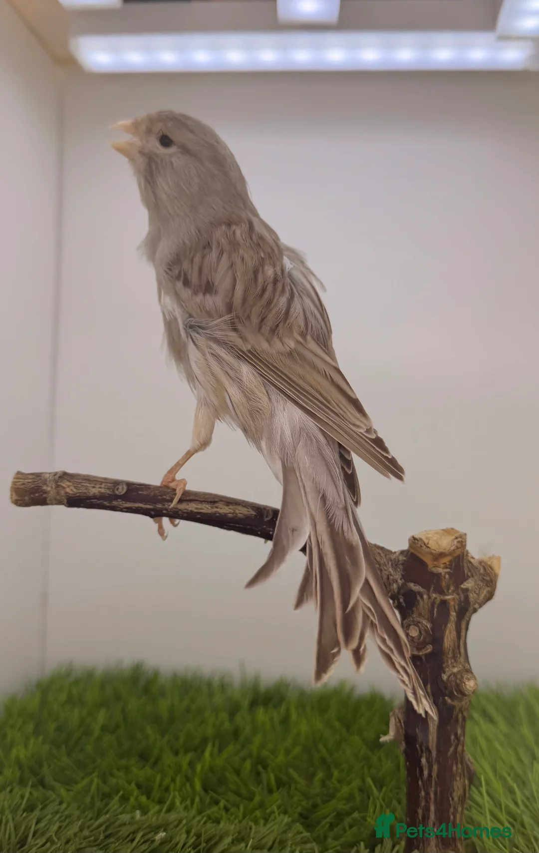 Finches birds for sale: Persian canary’s pairs-hens-and male available - Advert 2