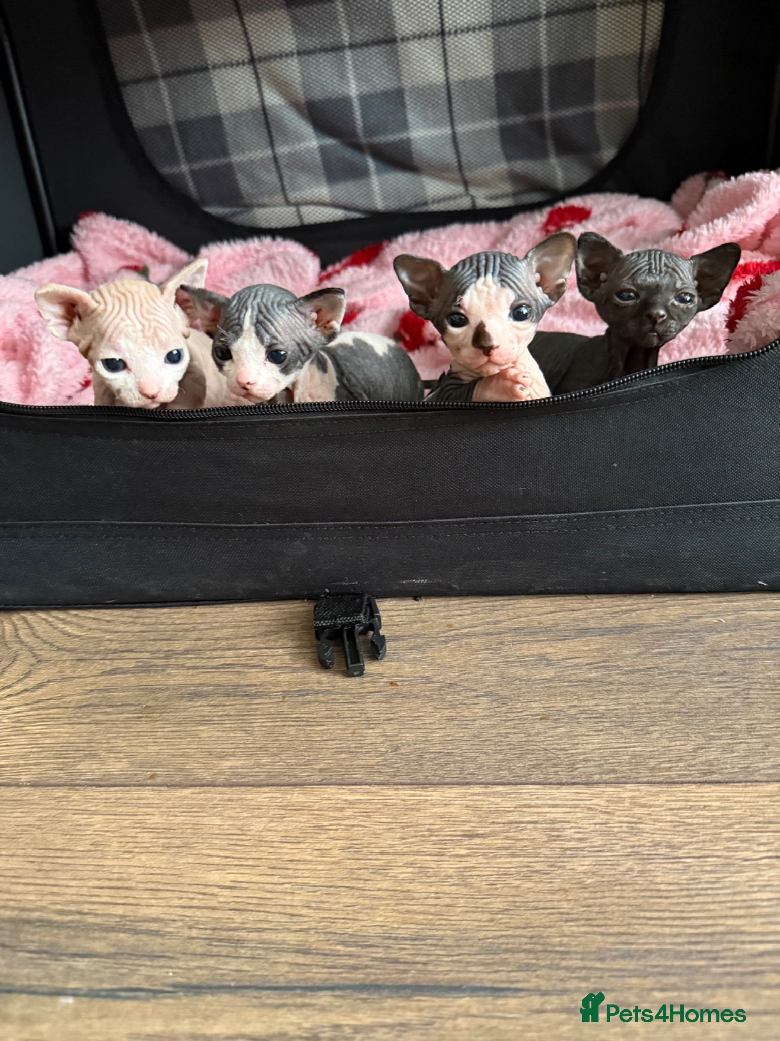 Sphynx cats 5 Beautiful Sphynx Babies  - Advert 3