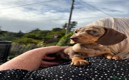 Miniature Dachshund dogs for sale: *READY NOW! 2 STUNNING KC REG MINI DACHSHUND BOYS* - Image 30