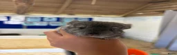 Chinchilla rodents for sale: Beautiful Baby Chinchilla - Advert 3