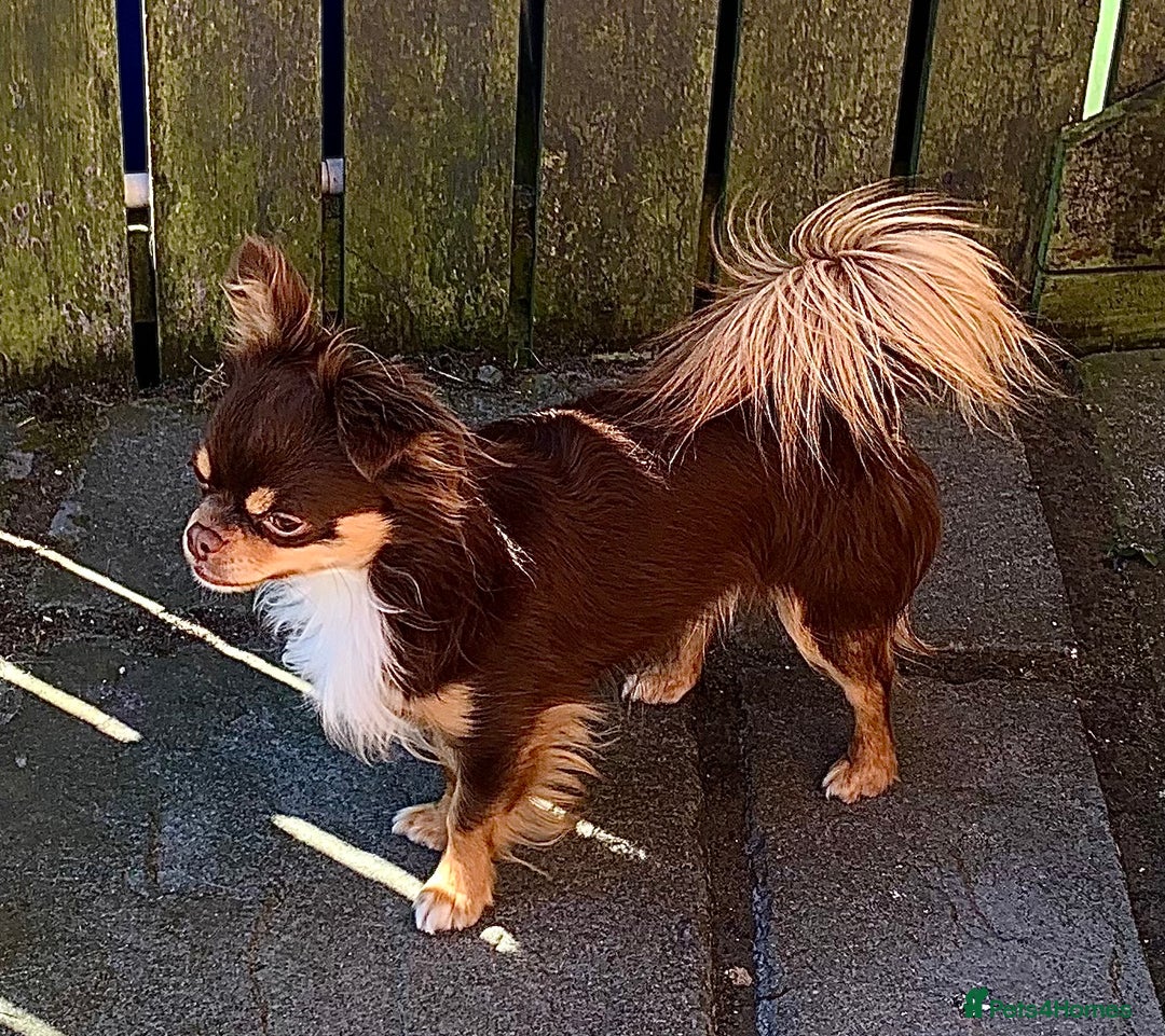 Chihuahua dogs for stud: My handsome boy for stud russian import in Durham - Advert 3