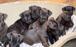 Mixed Breed dogs for sale: Patterdale x Lakeland terrier pups - Image 1