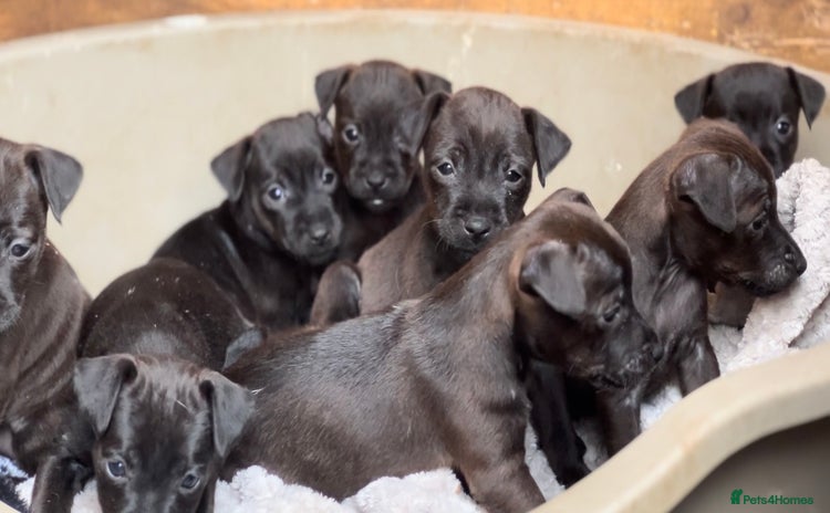Mixed Breed dogs - Advert 2