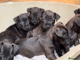 Mixed Breed dogs - Advert 35