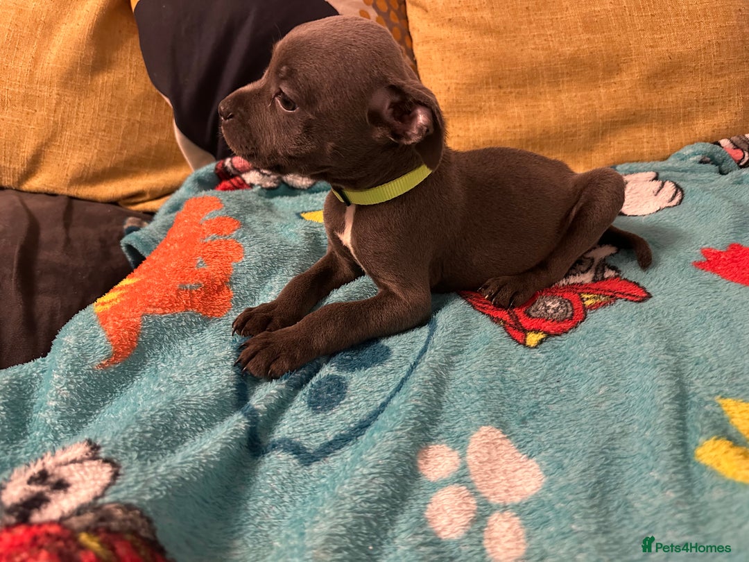 Staffordshire Bull Terrier dogs for sale: KC ⭐️Champion⭐️ bloodline Staffy Ready to leave - Advert 21