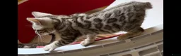 Bengal cats for sale: BENGAL 🔥 KITTENS TICA REGISTERED  - Advert 7