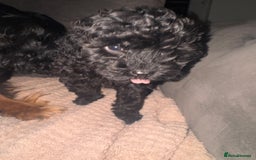 Cavapoo dogs for sale: Cavapoo puppies  - Image 5